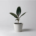 3" Stone Look Planter Acorn Home + Apparel