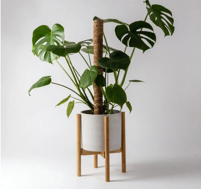 Adjustable Bamboo Plant Stand Acorn Home + Apparel