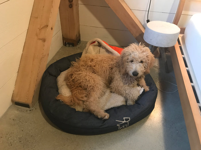 dog model in denim canvas dog bed