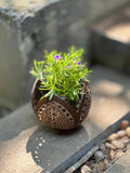 A brown eco-friendly planter pot made from coconut shell, containing a green plant.