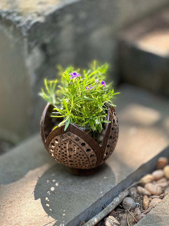 A brown eco-friendly planter pot made from coconut shell, containing a green plant.