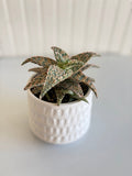 Premium Succulent