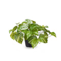REAL TOUCH - ARTIFICIAL POTHOS MARBLE PLANT IN POT