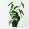 REAL TOUCH - BEGONIA MACULATA ARTIFICIAL PLANT IN POT