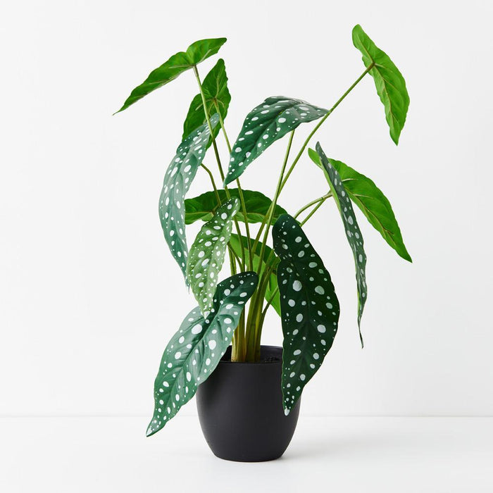 REAL TOUCH - BEGONIA MACULATA ARTIFICIAL PLANT IN POT